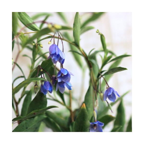 オーストラリアンブルーベル ソリア 9センチポット 3号p19jul15 ここなぎ 通販 Yahoo ショッピング