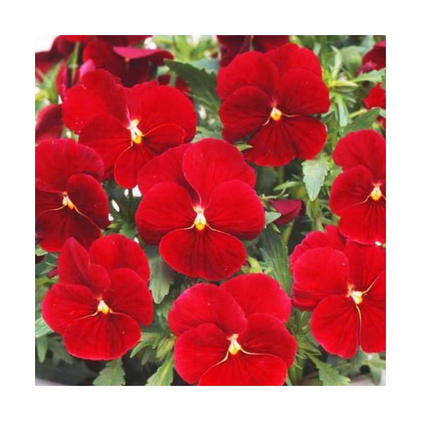 パンジー よく咲くスミレ クランベリー 10 5cmポット 3 5号 パンジー ビオラ フラワー 花 ガーデニング 花壇 苗 秋苗 冬苗 春苗 寄せ植え Buyee Buyee Japanese Proxy Service Buy From Japan Bot Online