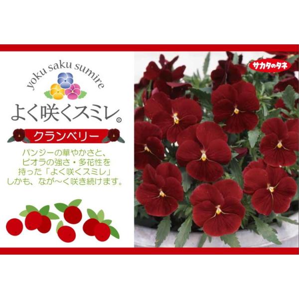 パンジー よく咲くスミレ クランベリー 10 5cmポット 3 5号 パンジー ビオラ フラワー 花 ガーデニング 花壇 苗 秋苗 冬苗 春苗 寄せ植え Buyee Buyee Japanese Proxy Service Buy From Japan Bot Online