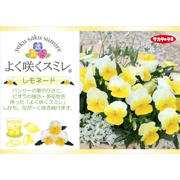 パンジー よく咲くスミレ 'レモネード' 10.5cmポット 3.5号 パンジー ビオラ フラワー 花 ガーデニング 花壇 苗 秋苗 冬苗 春苗 寄せ植え /【Buyee】 パンジー よく咲くスミレ 'レモネード' 10.5cmポット 3.5号 パンジー ビオラ フラワー 花 ガーデニング 花壇 苗 秋苗 冬苗 春苗 寄せ植え /【Buyee】