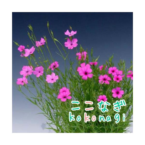 ビスカリア ローズエンジェル 苗 9センチポット 3号 ナデシコ なでしこ 撫子 ここなぎ 通販 Yahoo ショッピング