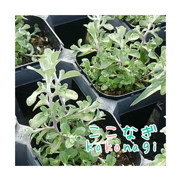 ヘリクリサム シルバーミスト 9センチポット 3号 ここなぎ 通販 Yahoo ショッピング
