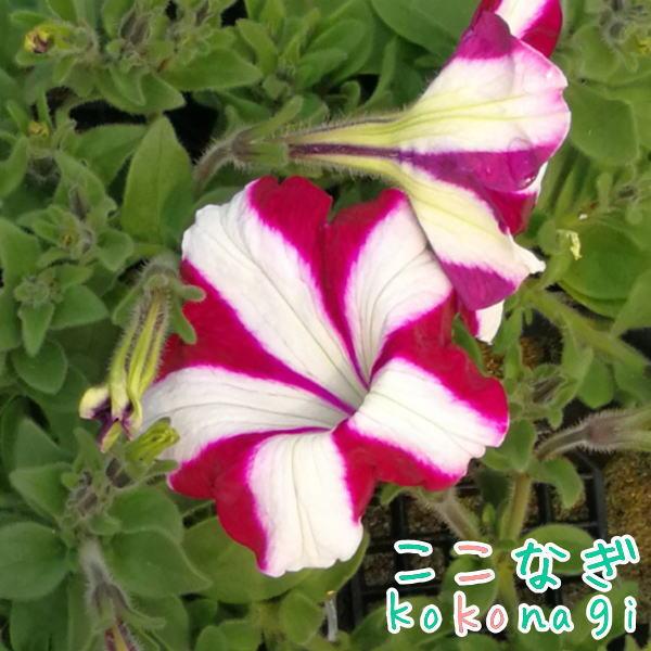 ペチュニアの価格と最安値 おすすめ通販を激安で 花関連