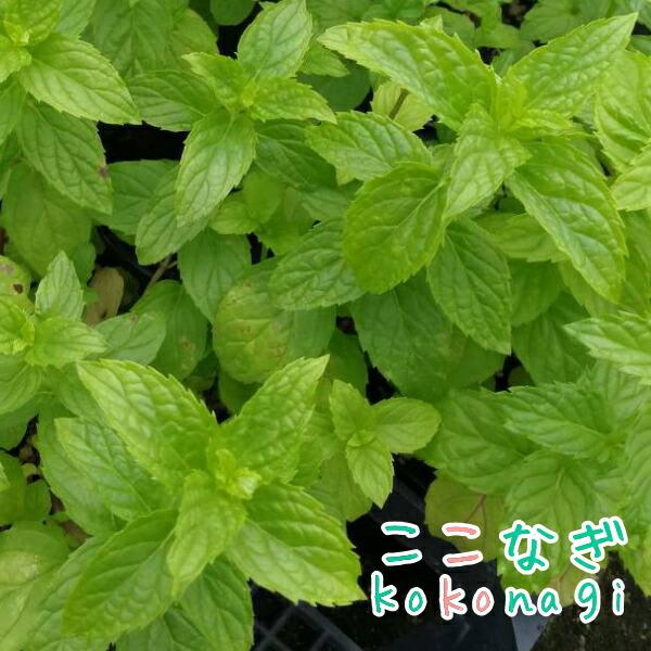 スペアミント 苗 9センチポット 3号 ここなぎ 通販 Yahoo ショッピング