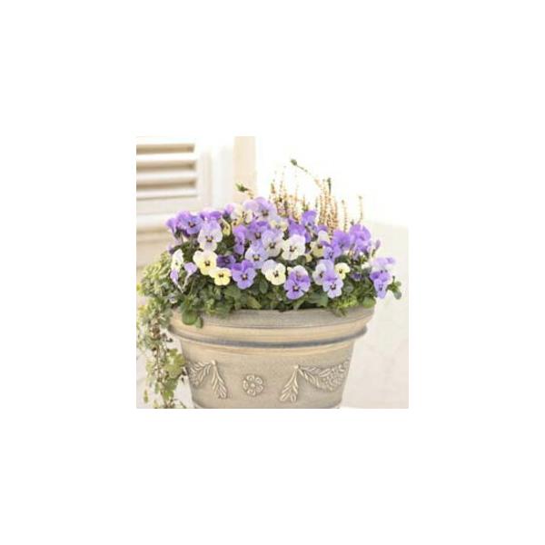 予約販売 オリジナルビオラ ｓｓセレクション ラベンダーマジック 10 5cmポット 3 5号 パンジー フラワー 花 ガーデニング 花壇 苗 秋苗 冬苗 ここなぎ 通販 Yahoo ショッピング