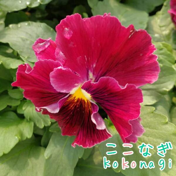 フリル咲きパンジー 絵になるスミレ ヴィーノ 10 5cmポット 3 5号 パンジー ビオラ フラワー 花 ガーデン 花壇 苗 秋苗 冬苗 春苗 寄植 ここなぎ 通販 Yahoo ショッピング