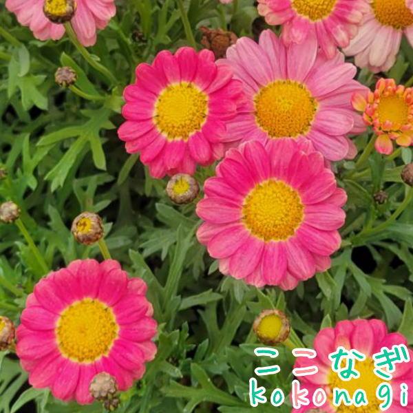 四季咲きマーガレット アンジェリク レモンパステル エンジェリックシリーズ 10 5センチポット 3 5号 ここなぎ 通販 Yahoo ショッピング