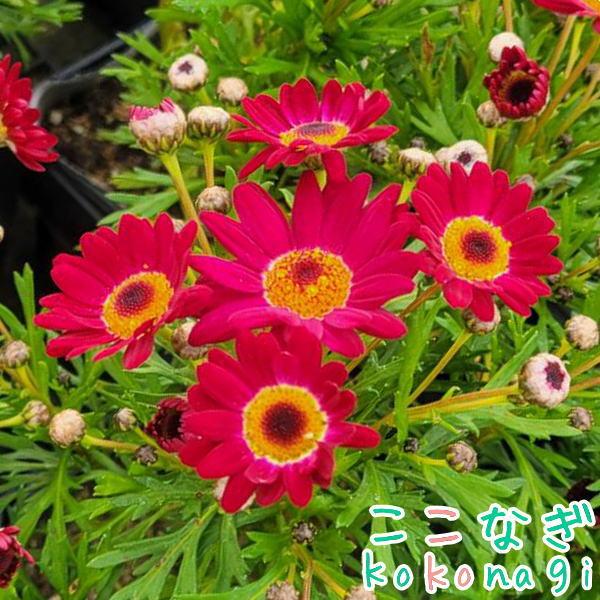 四季咲きマーガレット アンジェリク ルビー エンジェリックシリーズ