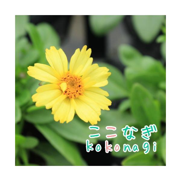こころの花 CD全10枚揃 専用ラック NHK名番組 名僧法話全集 定価3.3万 コレオプシス ソランナ グロー 10.5センチポット 3.5号 : ここなぎ