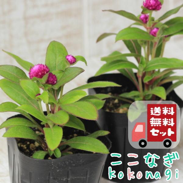 送料無料・12Pセット】センニチコウ（矮性）レッド 千日紅 9センチ