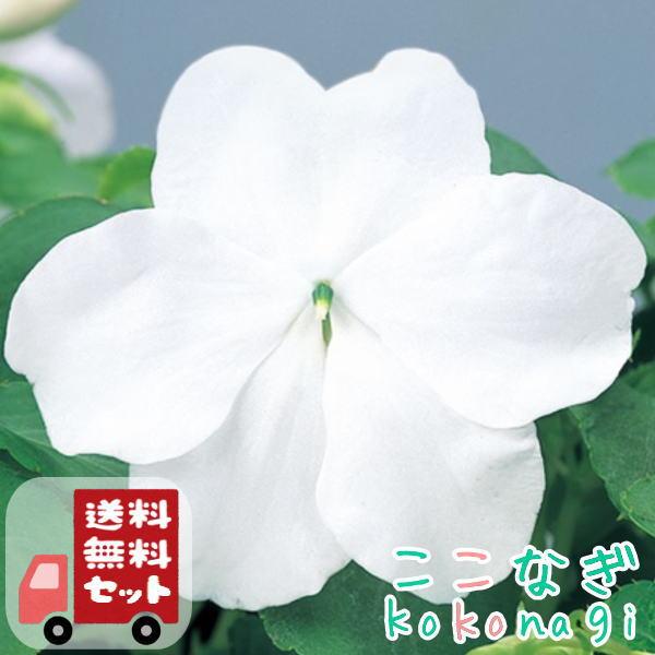 WHYTO（ホワイト） 【送料無料・12Pセット】インパチェンス 苗 9cm