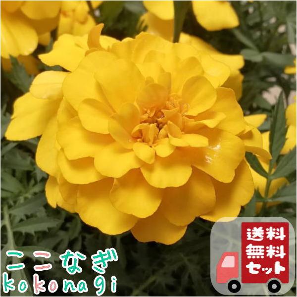 送料無料 12pセット マリーゴールド 矮性 イエロー 9センチポット 3号 花苗セット ここなぎ 通販 Yahoo ショッピング