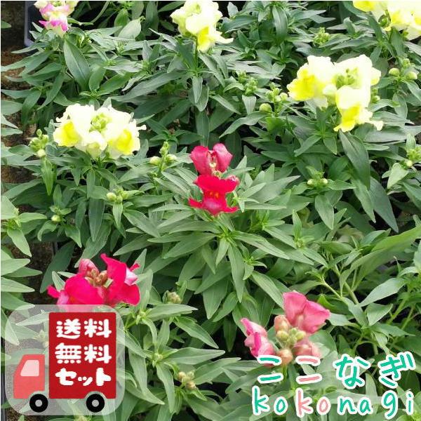 送料無料・12Pセット】キンギョソウ（矮性）ミックス 金魚草 きんぎょ