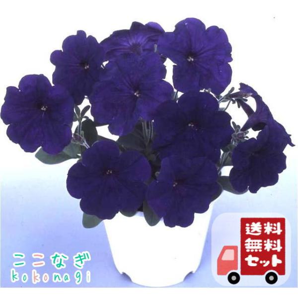 送料無料 12pセット ペチュニア ブルー 中輪系 マルチフローラ系 苗 9センチポット 3号 ここなぎ 通販 Yahoo ショッピング