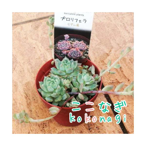 多肉植物 プロリフェラ セダム属 7 5センチポット 2号 ここなぎ 通販 Yahoo ショッピング