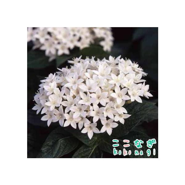 �y���^�X�@�e�P�z���C�g�@�c�@�Xcm�|�b�g�@3�� ���i�摜
