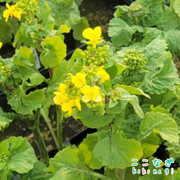 菜の花（ナノハナ） 9センチポット 3号 : ここなぎ - 通販 - Yahoo