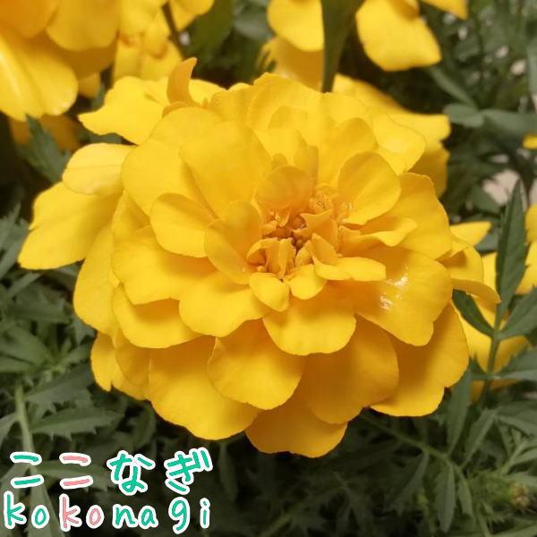 �␫�}���[�S�[���h�i�t�����`�n�j�C�G���[�@9�Z���`�|�b�g�@3���@�ԕc�Z�b�g ���i�摜