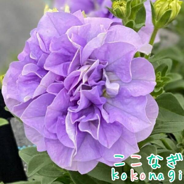 kuni様へ 八重咲ペチュニア パニエ ライトブルー 10.5cmポット 3.5号