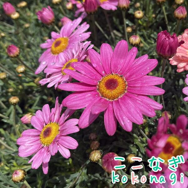 マーガレット デージー ピンク デージーシリーズ 10.5cmポット 3.5号