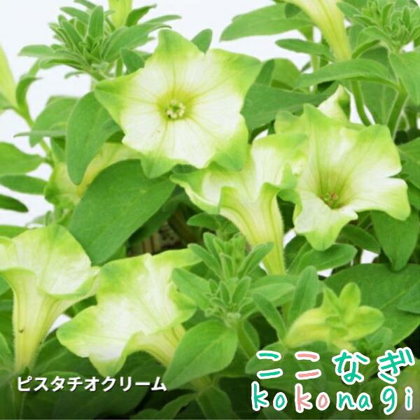 ペチュニア フェイマス ピスタチオクリーム 10.5cmポット 3.5号 : ここ