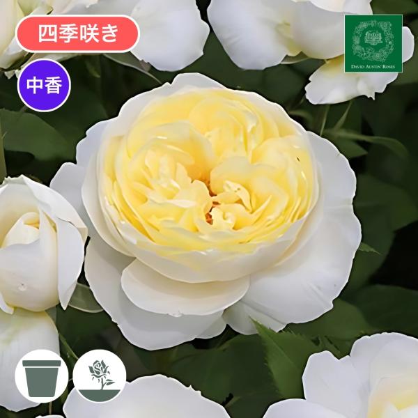 バラ苗 ３年生株（７寸鉢） ヴァネッサ ベル Vanessa Bell 四季咲き 国産ノイバラ台木使用 ヴァネッサベル