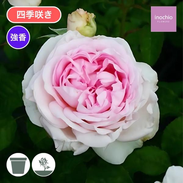 バラ売り対応後にページ更新します komatsugarden-store_1-o26-bou