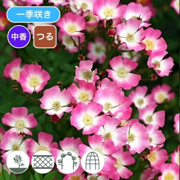 komatsugarden-store_1-o26-cl