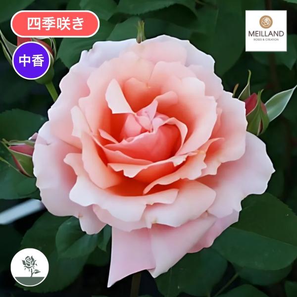 バラ苗 大苗 2026 アプリコット キャンディ Apricot Candy 四季咲き