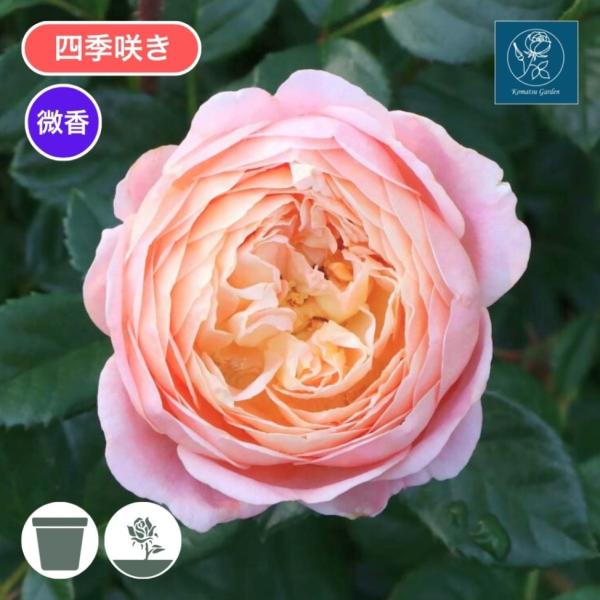 komatsugarden-store_1-o26-koma