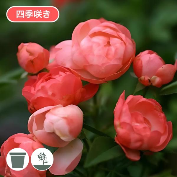 komatsugarden-store_1-o26-poli
