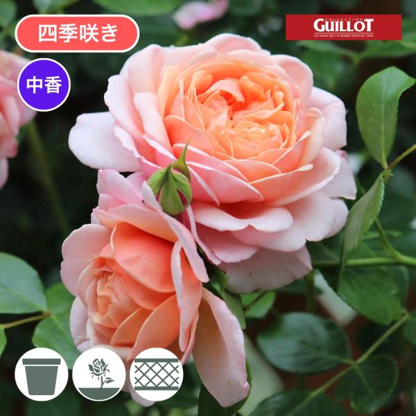 [Release date: May 15, 2026]ガーデンに優しい色合いを添える純粋なアプリコットの花は、存在感があるディープカップ咲き。形の良い花が房になって咲き、繰り返し良く咲く。比較的棘が少なく、樹は照り葉を茂らせ、生命力に溢れ...