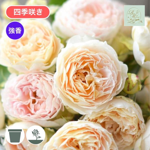 [Release date: May 15, 2026]淡いアプリコットイエローの色の花びらに乾いた筆で描いた様にピンクがのる。フルーティーな甘い香りに爽やかな香りも混ざる。房で良く咲いて、花もちもよい。中に強さを持ったしなやかな女性をイメ...