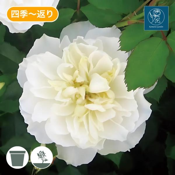komatsugarden-store_10-o26-koma