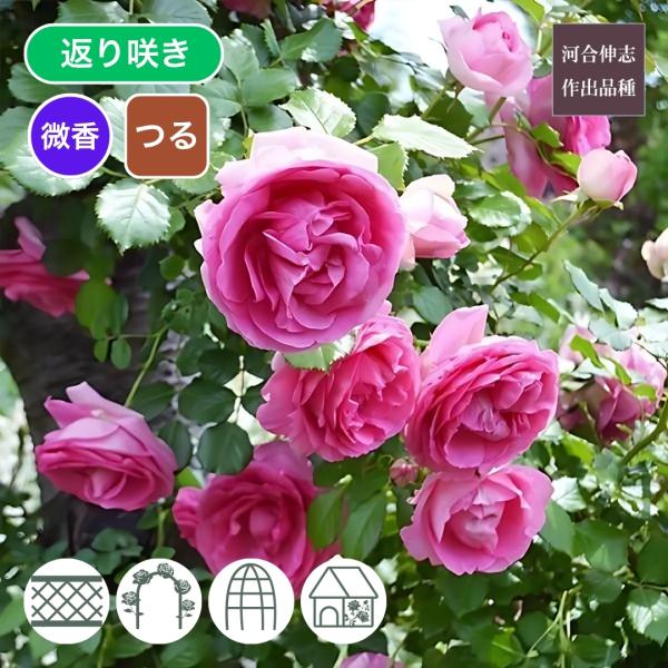 [Release date: May 15, 2026]ローズ色の花は外弁がやや淡い色になり花もちがよい。クラシカルな花は3輪位の房で咲きややうつむく。 枝はトゲが少ないが堅く誘引時は折れや跳ね返りに注意が必要。 細い枝にも沢山花を付け枝の...