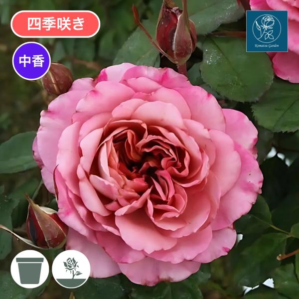 [Release date: May 15, 2026]赤紫色の花は茶色やグレー色を帯びたロゼット咲き、1輪もしくは数輪の房で咲く。花首は繊細だが枝はしっかりとしていて自立できるシュラブ。中香のミルラ香があり、比較的花もちもよい。半直立性で...