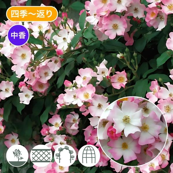 komatsugarden-store_11-s26-old