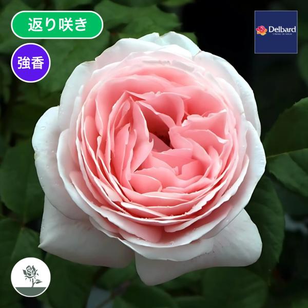 [Release date: January 15, 2026]1輪から数輪の房で咲く花はカップ咲きで強いフルーツ香がある。ややサーモン色がのった淡桃色で花付きが良く二番花以降も秋までポツポツと咲く。強香だが花のもちはよいが、長雨にはやや弱...