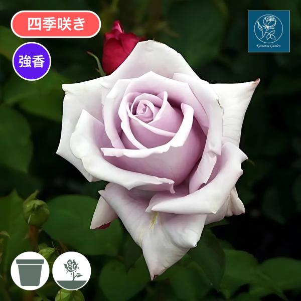 komatsugarden-store_12-s26-koma