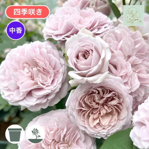 komatsugarden-store_12-s26-meru