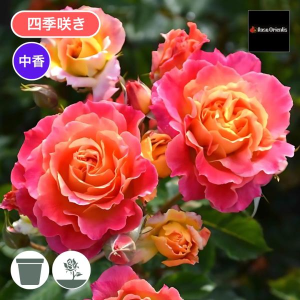 2025春の新苗♡K-17♡切花品種／バラ苗／芽接ぎ苗／4号ビニールポット