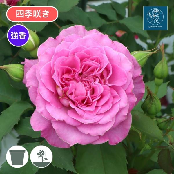 バラ苗 予約大苗 2026 ピンクレモネード 四季咲き 国産ノイバラ台木