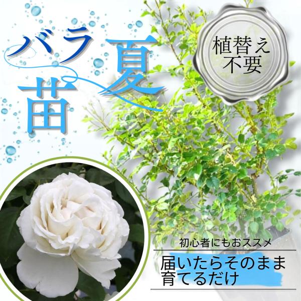 土や鉢の用意が不要 植え替え済みバラ苗 パブロワ Pavlova 四季咲き 国産ノイバラ台木使用 秋準備に最適 8号鉢 ガイド付 パブロワ