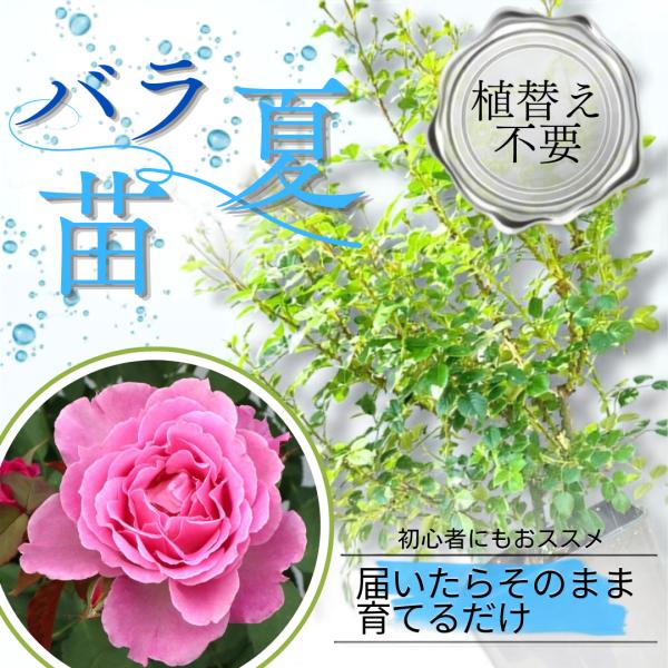 土や鉢の用意が不要 植え替え済みバラ苗 ピンクレモネード 四季咲き 国産ノイバラ台木使用 秋準備に最適 8号鉢 ガイド付