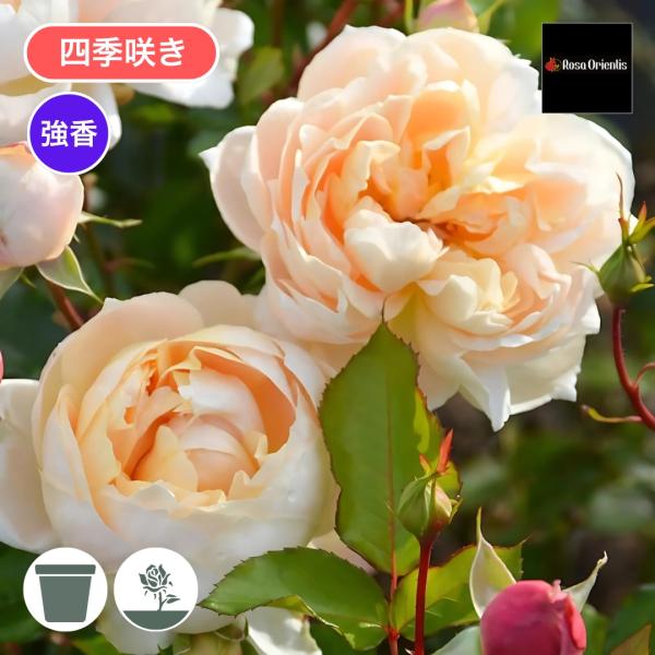 バラ苗 予約新苗 2026 シャンパーニュ Champagne 国産ノイバラ台木使用