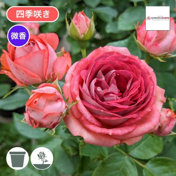 バラ苗 予約大苗 2026 ストロベリー ミスト Strawberry Mist 四季咲き