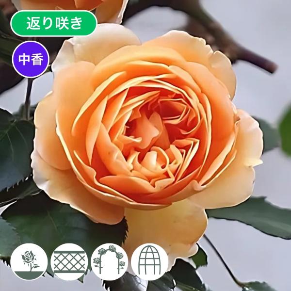 バラ苗 大苗 2026 バフ ビューティ Buff Beauty 国産ノイバラ台木使用 バフビューティー