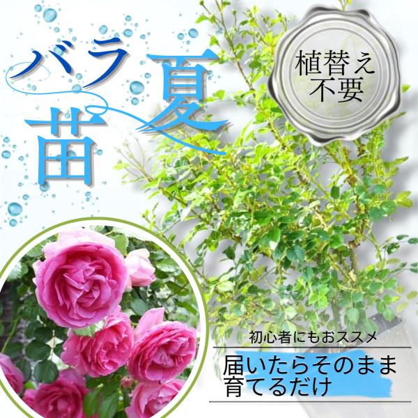 土や鉢の用意が不要 植え替え済みバラ苗 ル ポール ロマンティーク 国産ノイバラ台木使用 秋準備に最適 8号鉢 ガイド付 ルポールロマンティーク