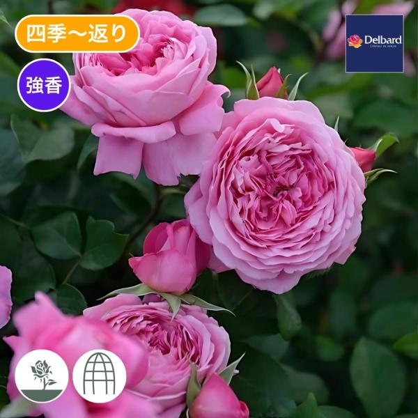 [Release date: January 15, 2026]ややアプリコット色を帯びた桃色の花はカップ咲きからロゼット咲きとなる。数輪の房咲きでフルーツ香の強香。葉は濃い緑色で厚く健康的。樹形は半直立性で自立が出来るシュラブ。冬季剪定で...