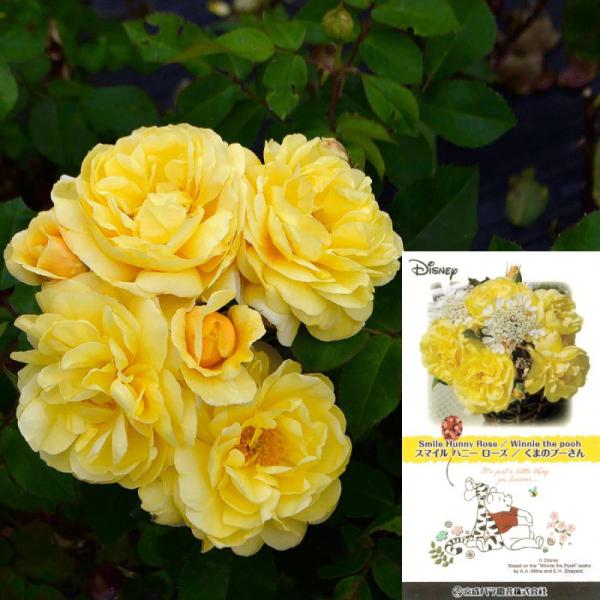 ❀にゃおんさま❀　バラ　苗　くすみイエロー　切り花品種 ❀にゃおんさま❀ バラ 苗 くすみイエロー 切り花品種